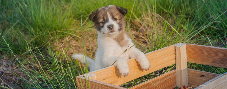 Thai Bangkaew Dog Puppies are in the wooden box on the grass 