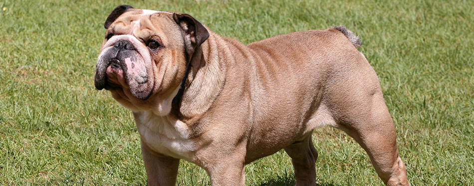 The English Bulldog on the green grass