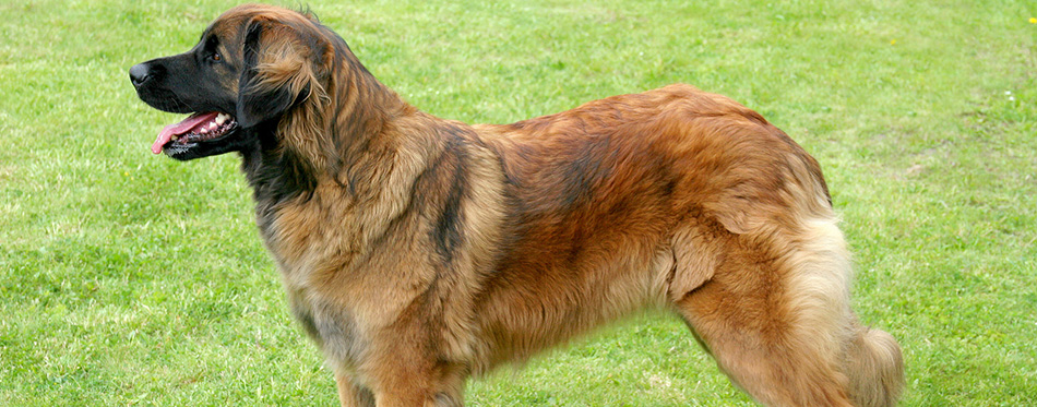 The portrait of Leonberger dog in the garden