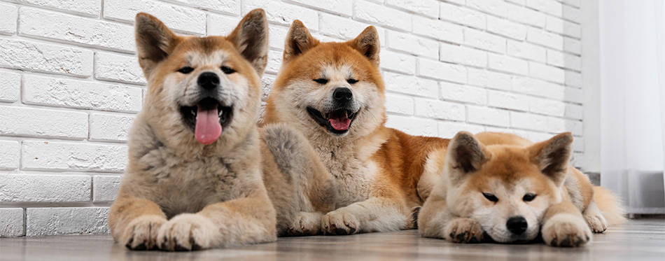 Three Akita dogs