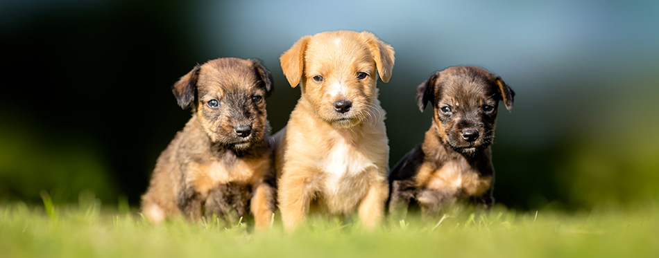 Three small puppies on green grass