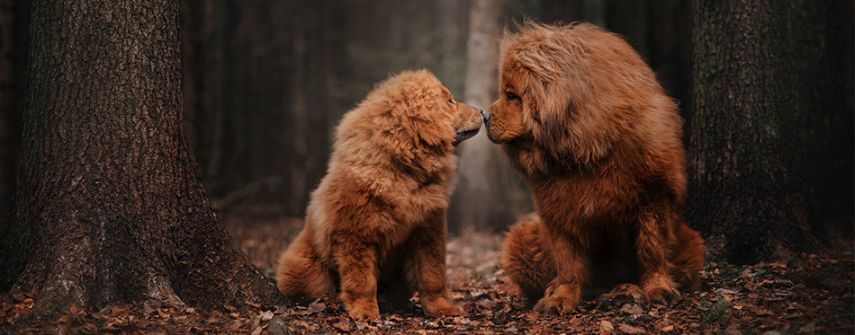 Tibetan Mastiff