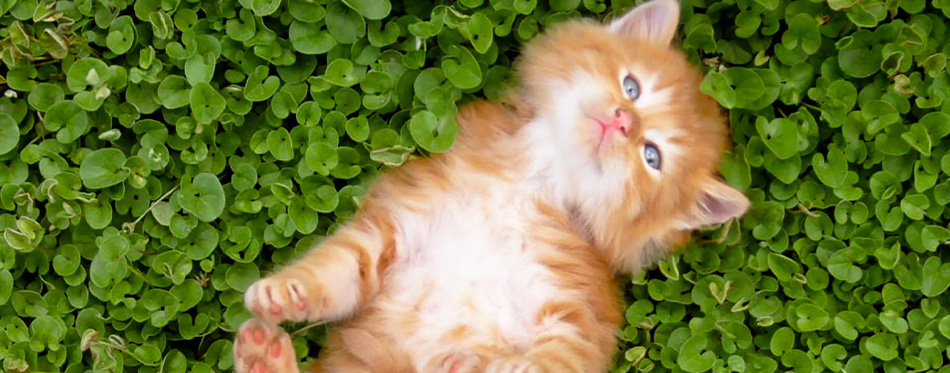 Tiny red kitten outdoors portrait