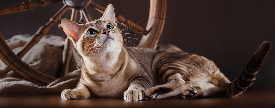 Tonkinese Cat