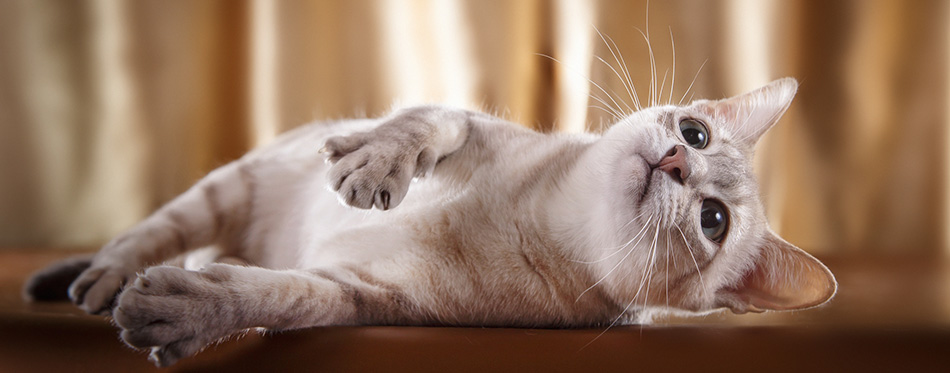 Tonkinese cat lying