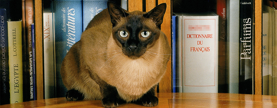 Tonkinese cat sitting in front of books