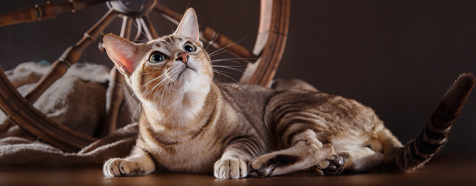 Tonkinese cat