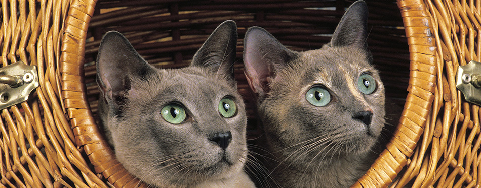 Tonkinese cats in basket