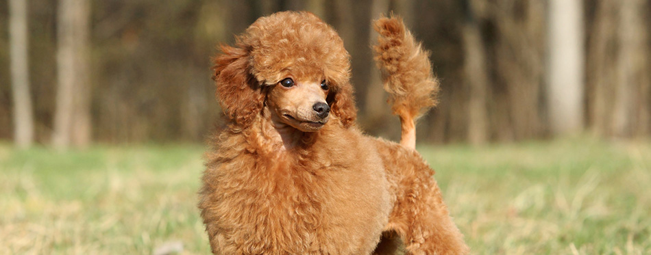 Toy poodle puppy portrait (outdoor)