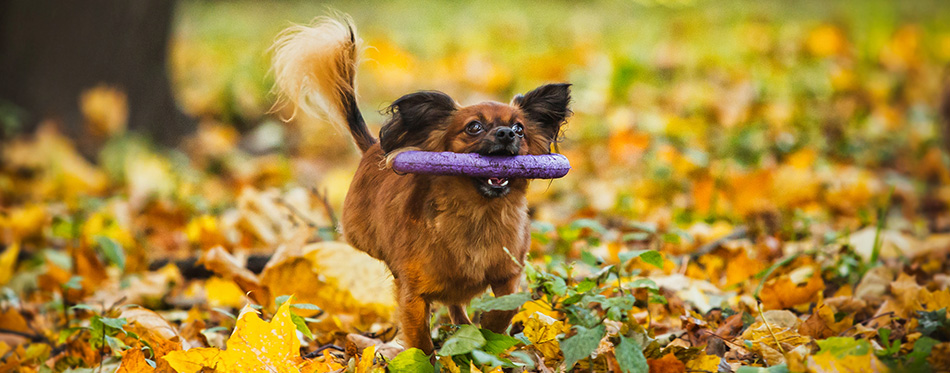 Toy terrier dog in the autumn park