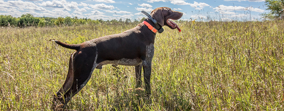 Training hunting dogs