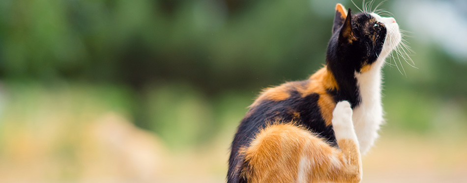 Tricolor cat paw scratches behind the ear.