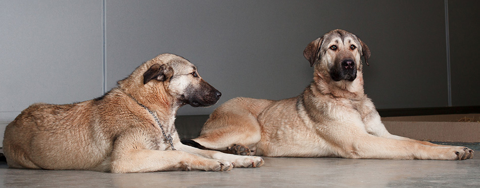 Two Kangal dogs