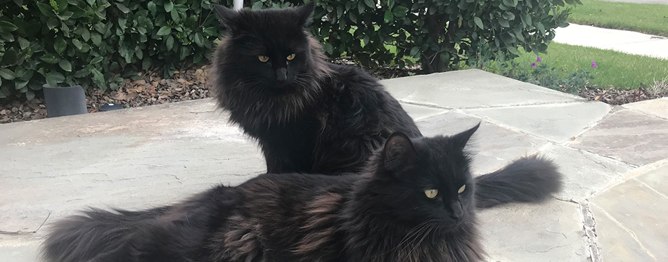 Two Ragdoll black cats