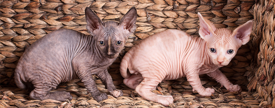 Two Sphynx kittens