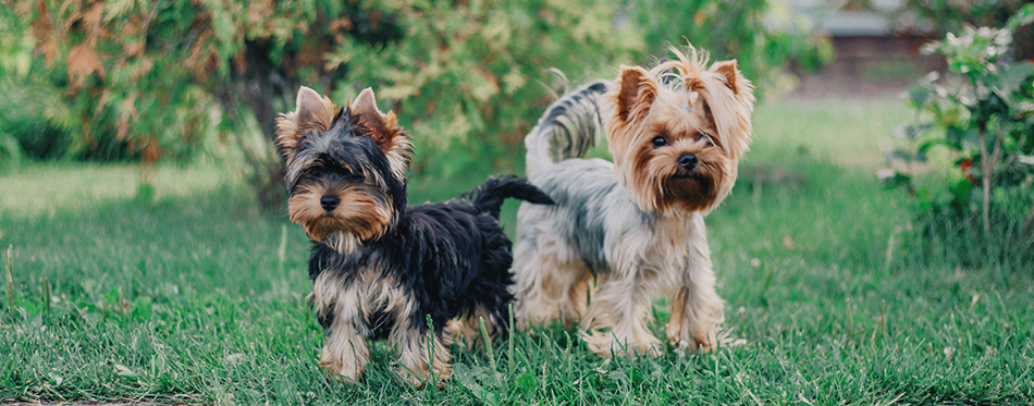 Two Yorkshire Terrier dogs
