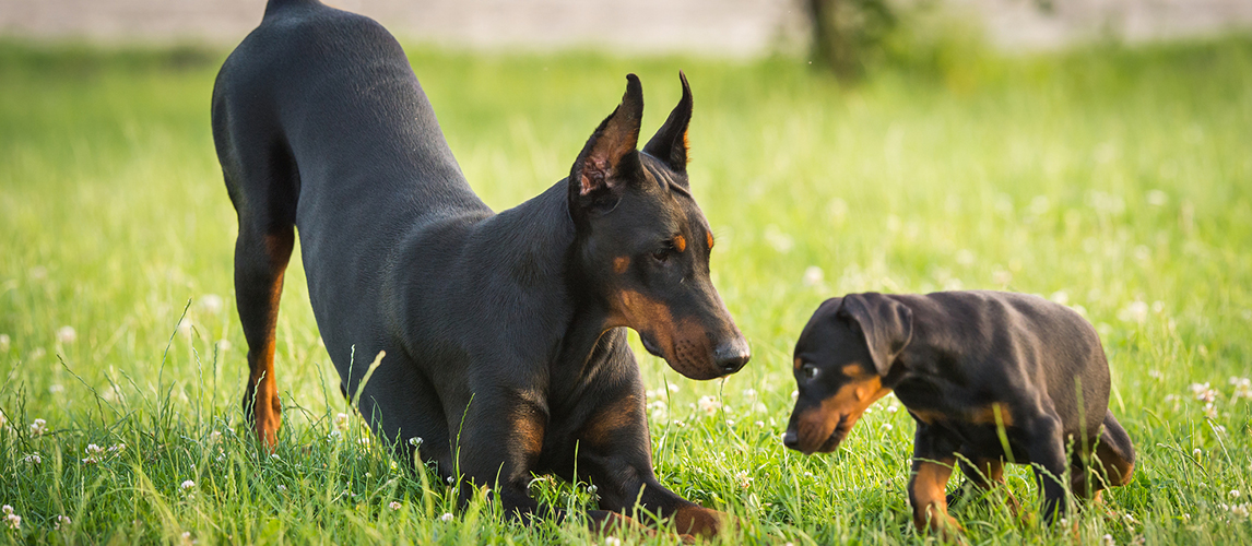 Two black dobermans on the grass