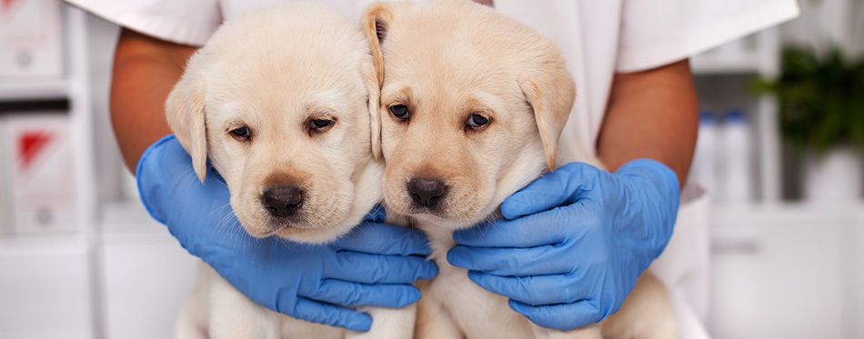 Two cute but frightened labrador puppy dogs at the vete