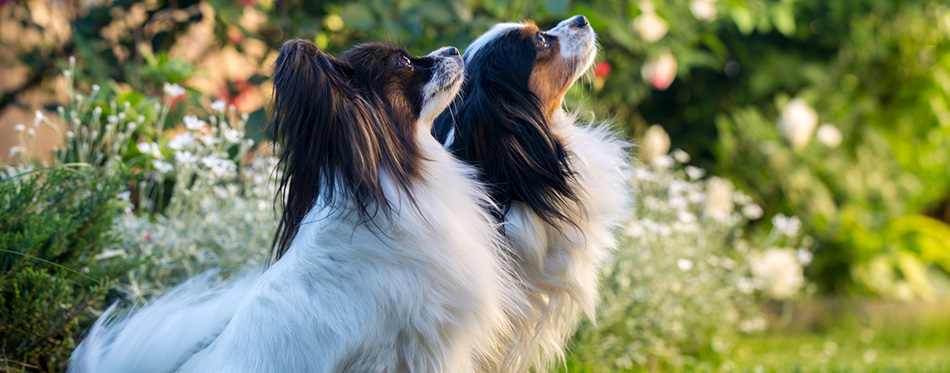 Two dogs in a rose garden