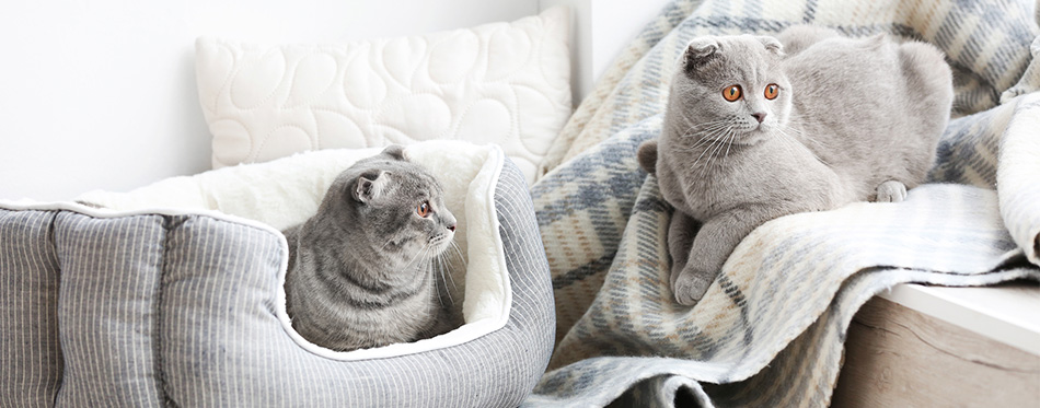 Two gray cats