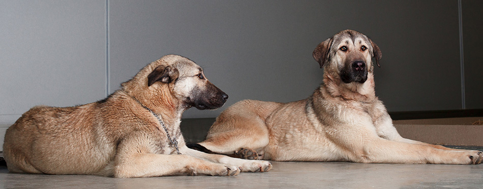 Two large dog Anatolian shepherd breed sitting 