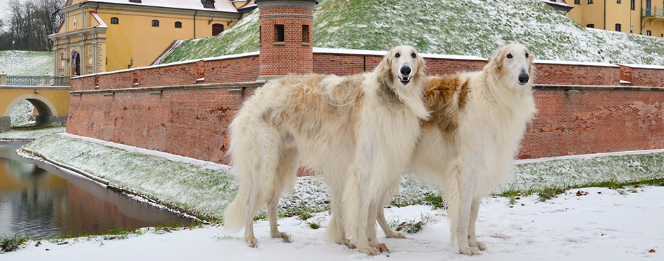 Two russian wolf hounds