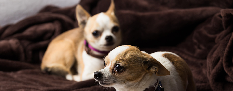 Two small chihuahuas indoors 