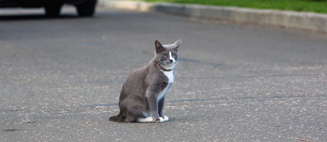 Two-tone cat in anti-flea collar on the path of the city