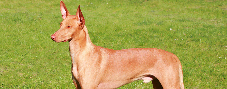 Typical Pharaoh Hound in the garden