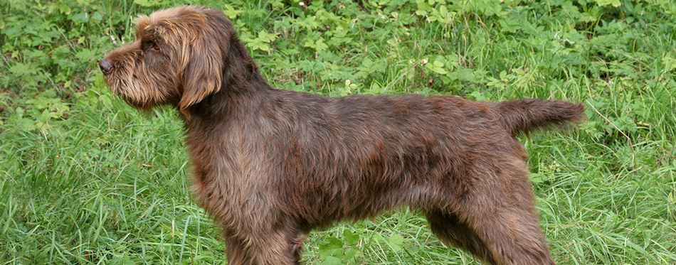 Typical Pudelpointer dog