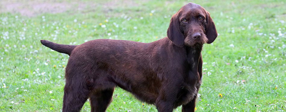 Typical Pudelpointer dog in the garden