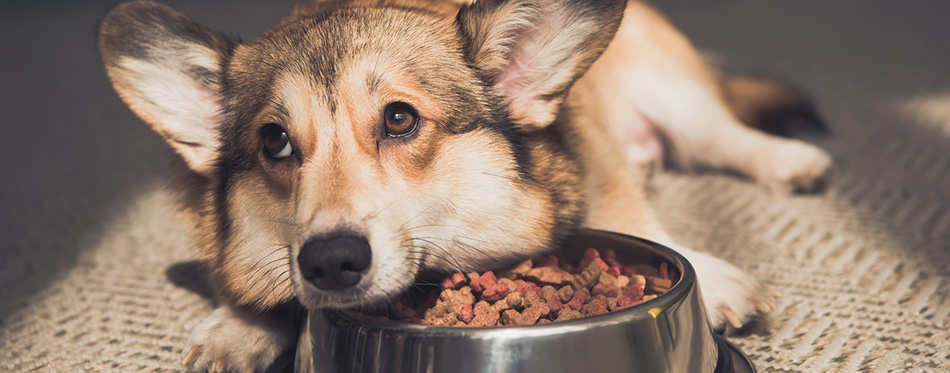 Upset Pembroke Welsh Corgi lying on bowl full of dog food