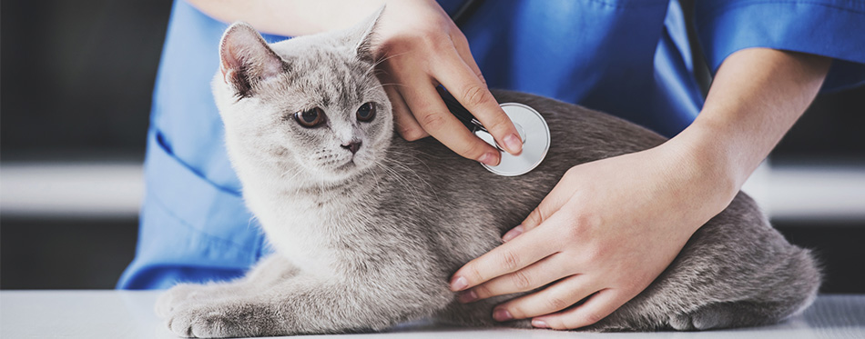 Vet and cat