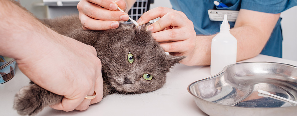 Veterinarian cleaning cat ears 