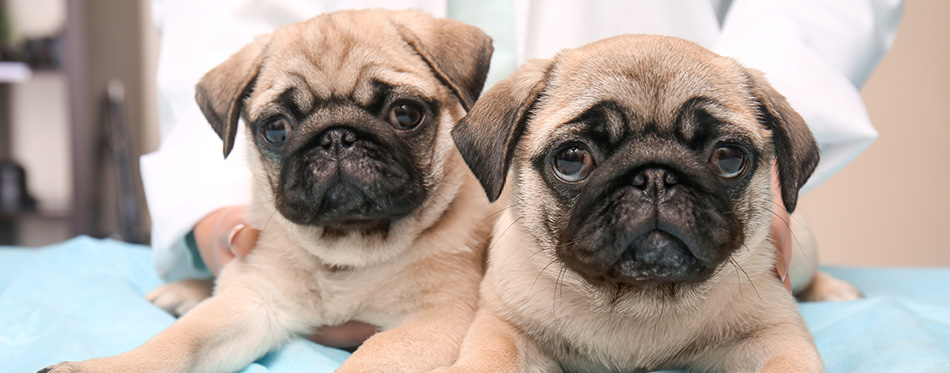 Veterinarian with cute pug puppies in clinic