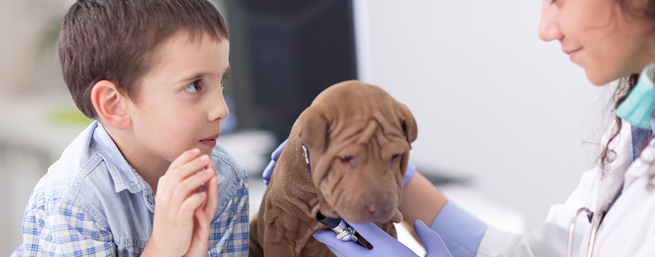 Veterinary examine Shar Pei dog ,young boy looking his