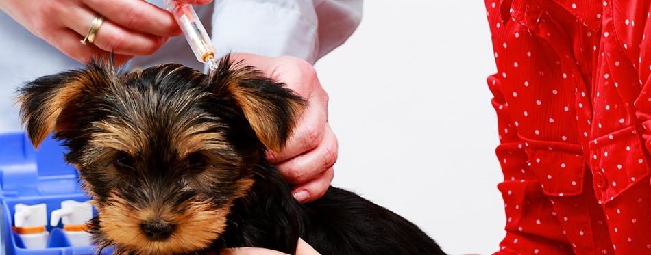 Veterinary treatment - vaccinating the Yorkshire puppy