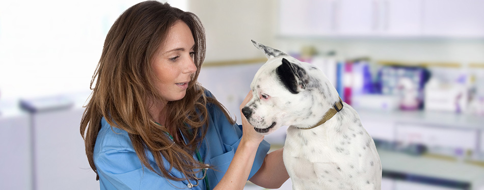 Veterinary with a dog for a review