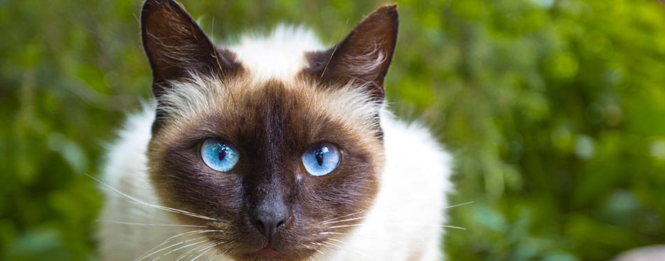 View Siamese Cat