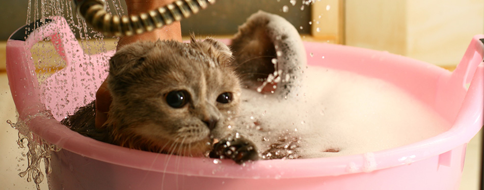 Wash cat 