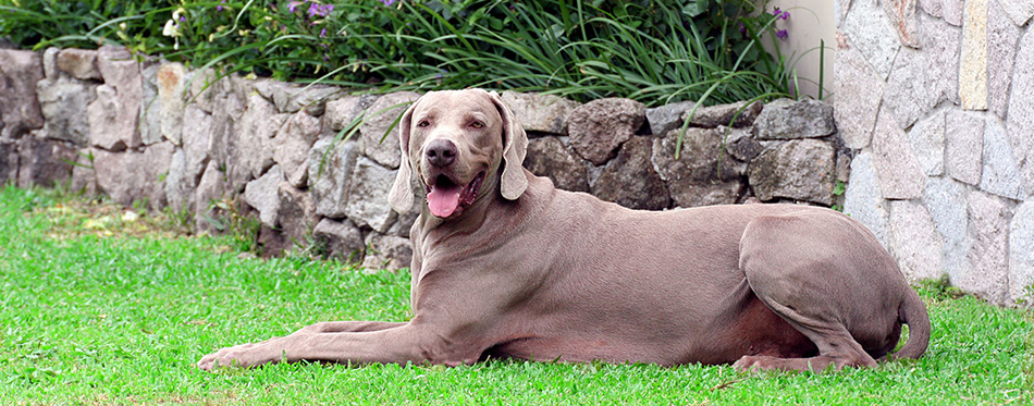 Weimaraner Dog lying in the yard