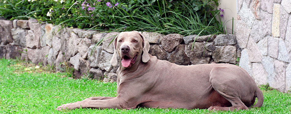 Weimaraner Dog 