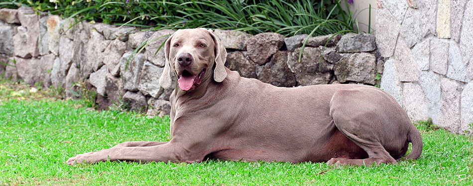 Weimaraner