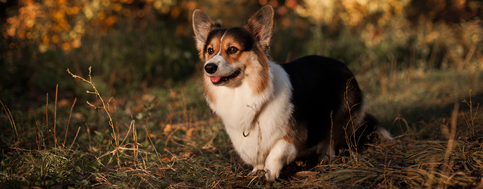 Welsh corgi dog in autumn park