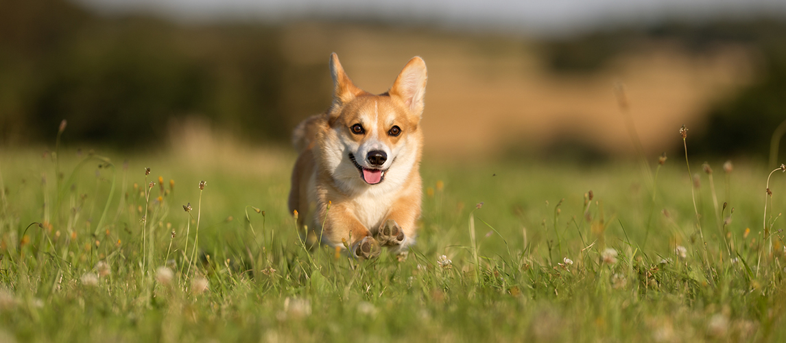 Welsh corgi dog running