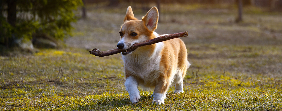 Welsh corgi running with a stick