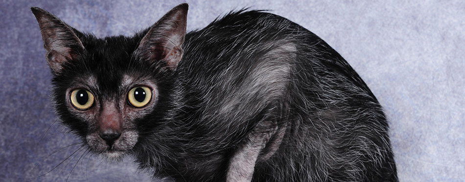 Werewolf cat 