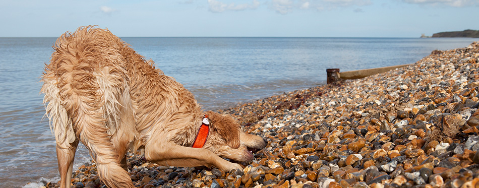 Wet breed Golden Retriever-Poodle