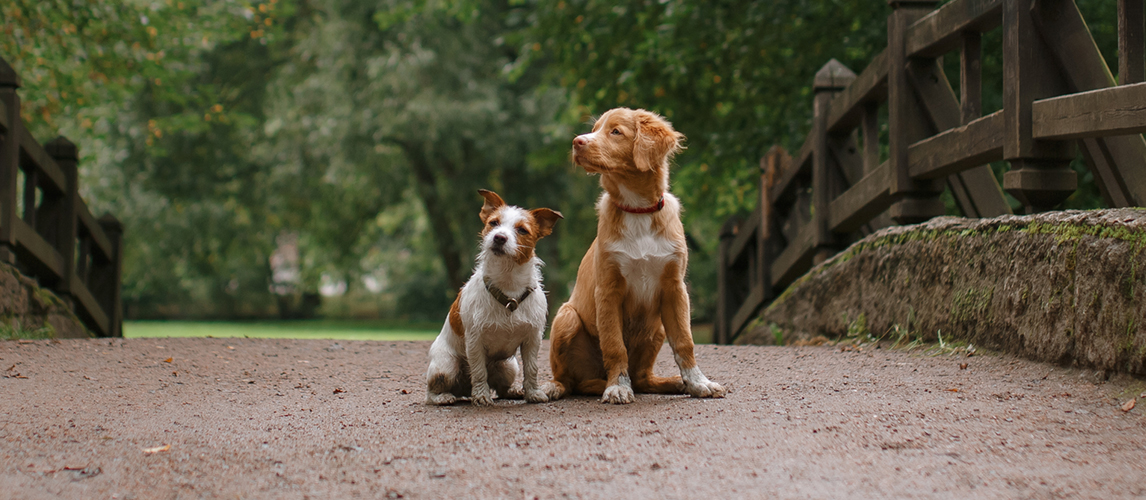 What Spices Are Safe for Dogs? | Pet Side