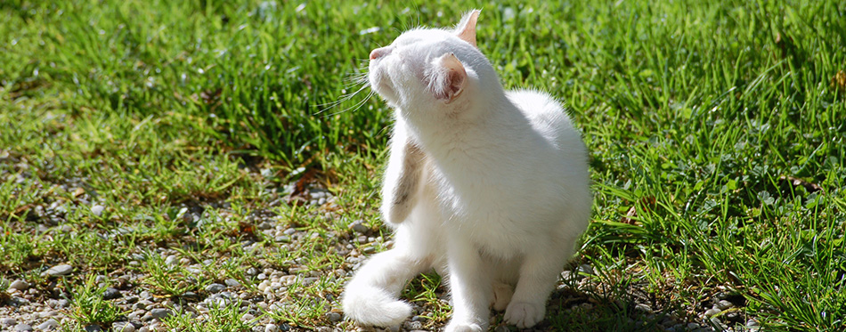 White Cat scratching